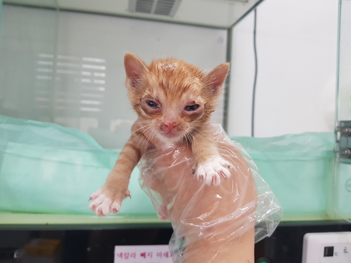 광주TNR동물병원송정_441554202300849